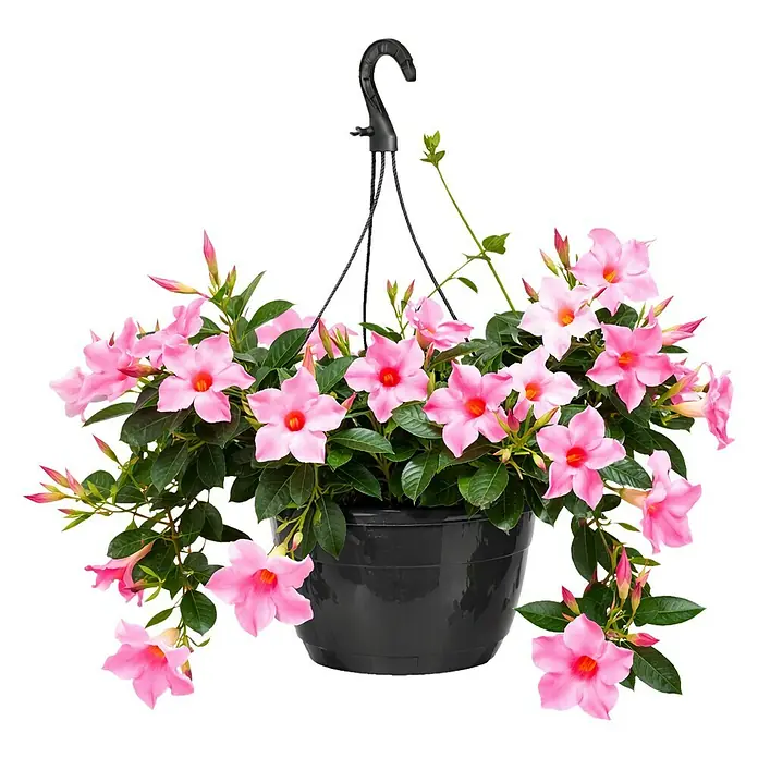 Piardino Dipladenia Ampel - Dipladenia sanderi Diamantina, Topfgröße: 20 cm, Rosa/Rot/Weiß - Schwarzer Hängekorb gefüllt mit leuchtend rosa Blumen und grünen Blättern.
