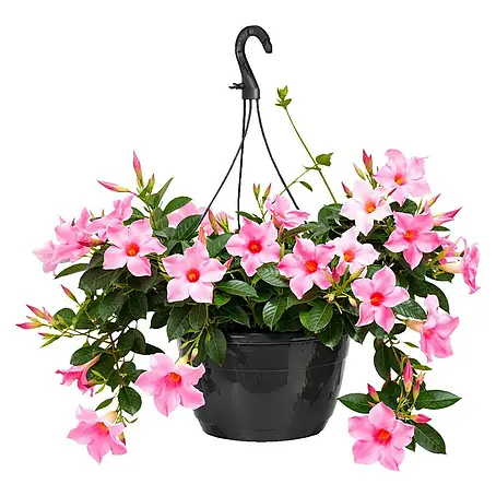 Piardino  Dipladenia Ampel