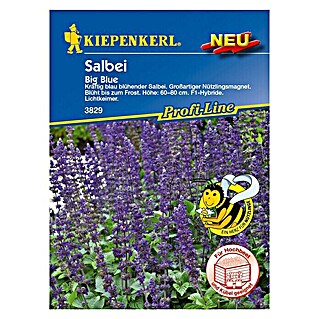 Kiepenkerl Profi-Line Blumensamenmischung Salbei Big Blue (Salvia longispicata x farinacea, Blau)