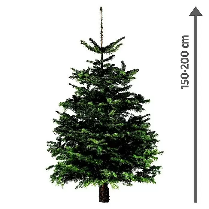 Piardino Bio-Nordmanntanne - 150 - 200 cm hoch, Abies nordmanniana - Vorderansicht