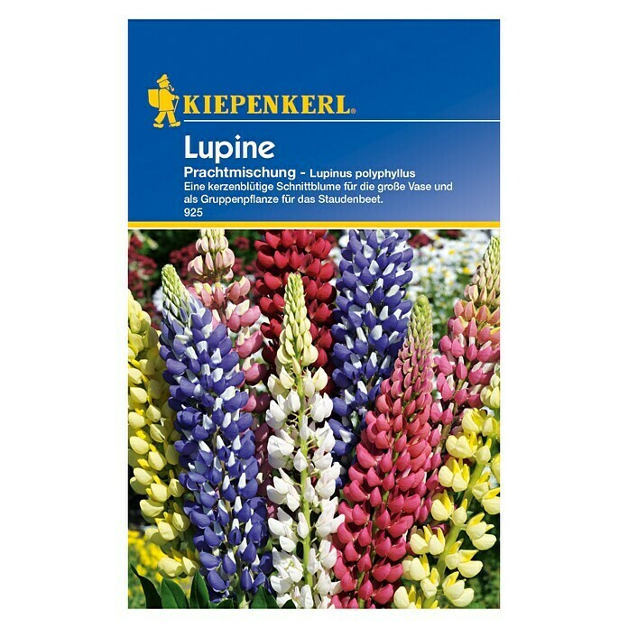 Kiepenkerl Blumensamen Lupine PrachtmischungLupinus polyphyllus, Mehrfarbig Front View