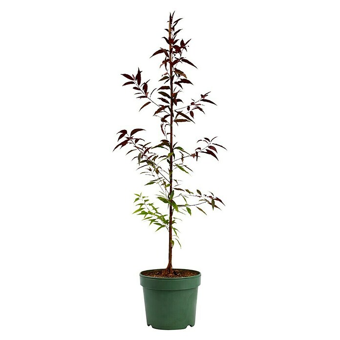 Piardino Pfirsich (Prunus persica verschiedene Sorten, Topfgröße: 26 cm) | BAUHAUS