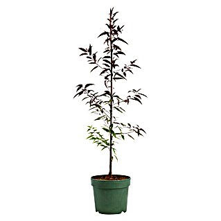 Piardino Pfirsich (Prunus persica verschiedene Sorten, Topfgröße: 26 cm)