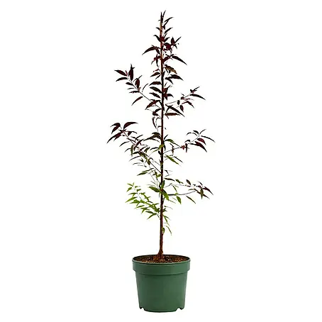 Piardino  Pfirsich
