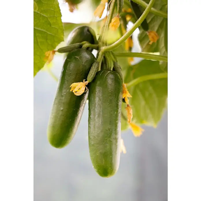 Snack-Gurke Bio - Cucumis sativus, 12 cm - Zwei grüne Gurken hängen an einer Rebe mit gelben Blüten und grünen Blättern.