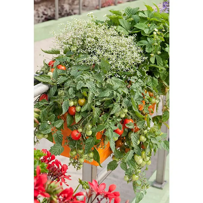 Piardino Tomate Bio - Lycopersicon lycopersicum, 25 cm - Terrakotta-Pflanzgefäß, überlaufend mit reifenden Kirschtomaten, kleinen weißen Blüten und Erdbeerpflanzen an einem Geländer.