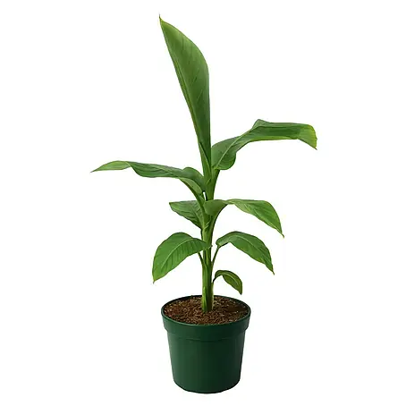 Bananenstaude