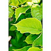 Piardino Bio Kiwi (Actinidia deliciosa Solissimo, 3 l) | BAUHAUS