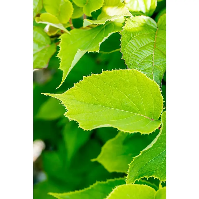 Piardino Bio Kiwi - Actinidia deliciosa Solissimo, 3 l - Leuchtend grüne Blätter mit ausgeprägten gezackten Rändern, vom Sonnenlicht beleuchtet.