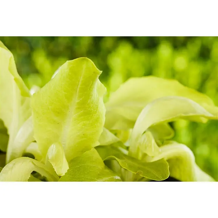Piardino Kopfsalat 6er Schale - Lactuca sativa var. capitata, Erntezeit: Juni - Nahaufnahme von frischem, knackigem Römersalat. Die hellgrünen Blätter wirken einladend und appetitlich. Ideal für gesunde Salate.