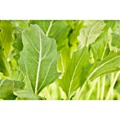 Piardino Blattsalat (Brassica oleracea var. gongylodes, Erntezeit: Juli)