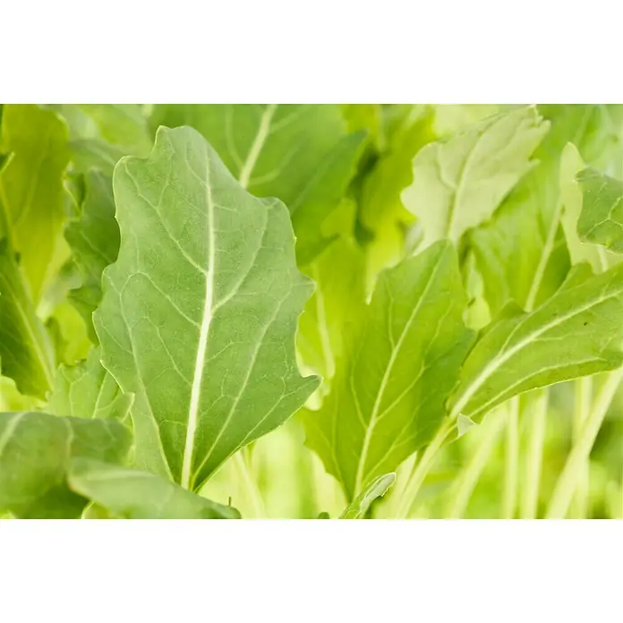 Piardino Kohlrabi - Brassica oleracea var. gongylodes, Erntezeit: Juli - Nahaufnahme von frischen, grünen Blättern einer Pflanze mit sichtbaren Blattadern. Ideal für frische Salate und gesunde Ernährung.