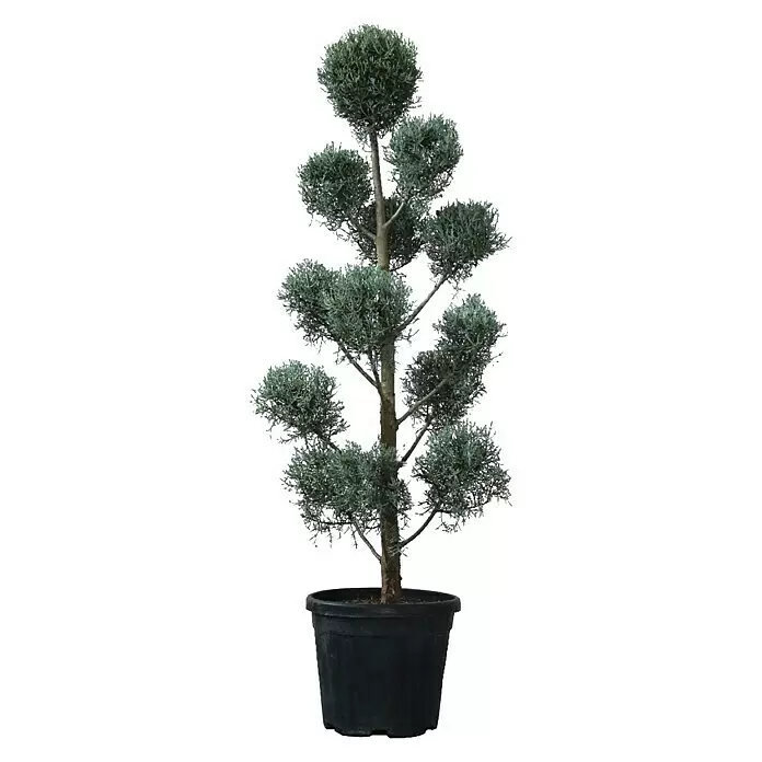 Piardino Koniferen-Mix Toskana - Cupressus Sempervirens, Topfvolumen: 18 l - Vorderansicht