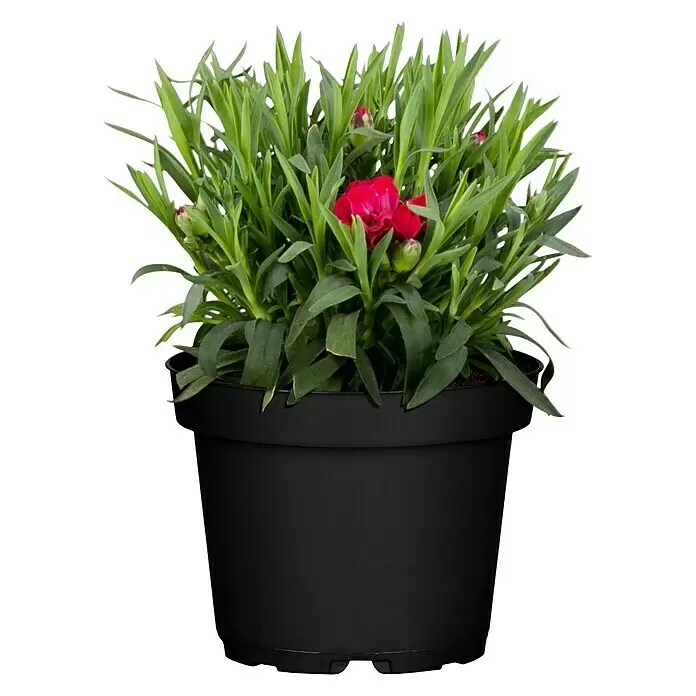 Piardino Gartennelke - Dianthus caryophyllus, Topfgröße: 12 cm, Mehrfarbig - Vorderansicht