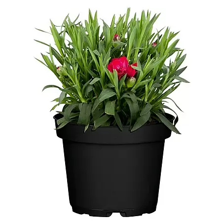 Piardino  Gartennelke
