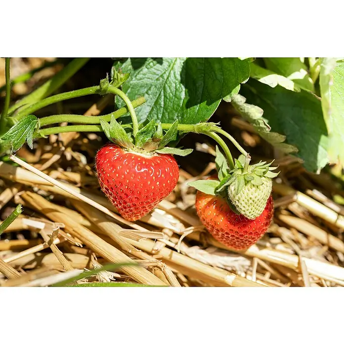 Erdbeere Bio - Fragaria ananassa Sweet Mary, Topfgröße: 10 cm - Reife rote und unreife grüne Erdbeeren an einer Pflanze, auf Stroh gebettet.
