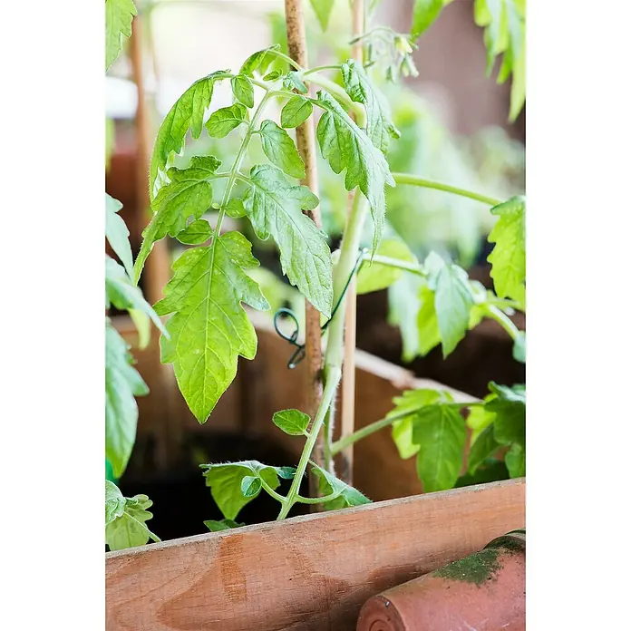 Piardino Tomate veredelt - Lycopersicon esculentum, 12 cm, Erntezeit: Juli - Lebhafte grüne Tomatenpflanze in einem Holzbehälter, gestützt von einem Pflanzstab.