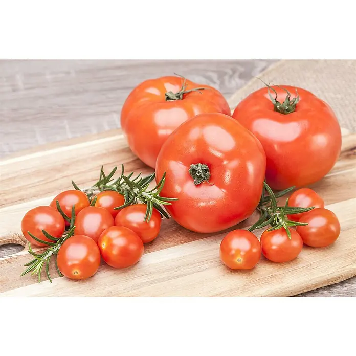 Piardino Tomate veredelt - Lycopersicon esculentum, 12 cm, Erntezeit: Juli - Rote Tomaten, große und Kirschsorten, mit frischen Rosmarinzweigen, auf einem Holzschneidebrett.