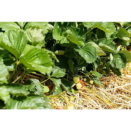 Erdbeere Bio