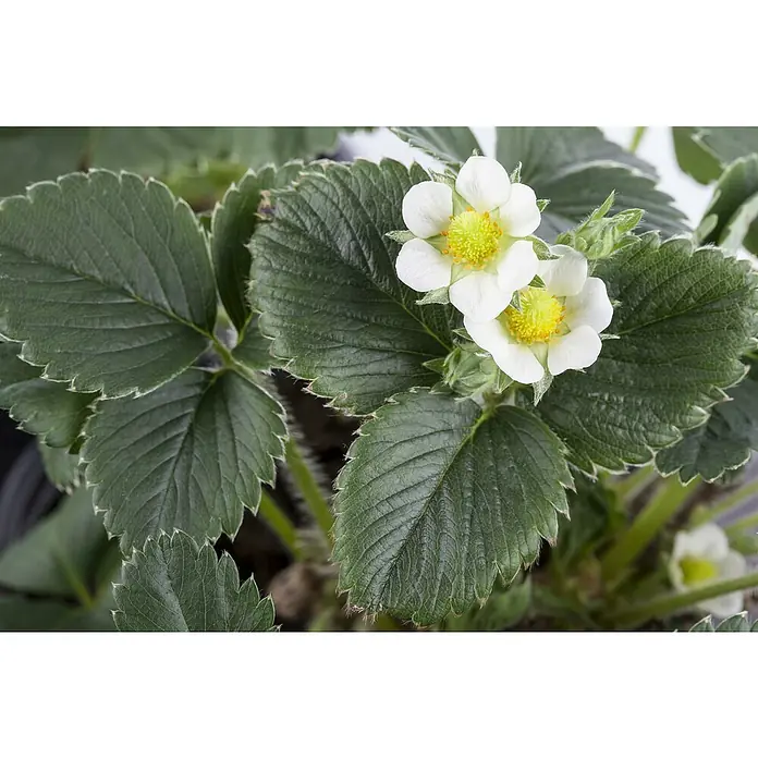 Erdbeere Bio - Fragaria ananassa Sweet Mary, Topfgröße: 10 cm - Erdbeerpflanze mit saftig grünen Blättern und zwei weißen Blüten mit leuchtend gelben Zentren, bereit zur Fruchtbildung.