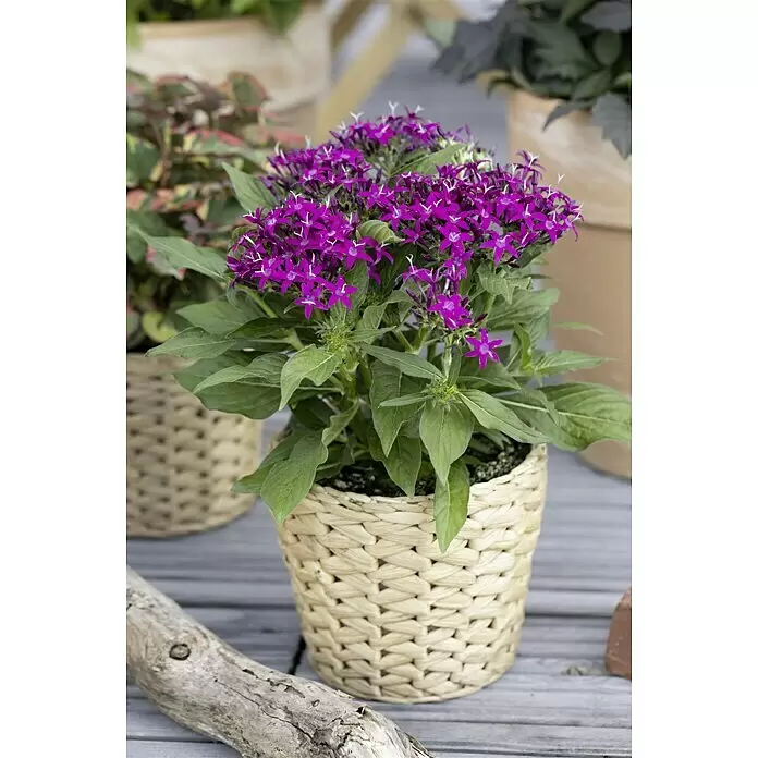 Piardino Fünfzahlstrauch - Pentas lanceolata, Topfgröße: 13 cm - Stimmungsaufnahme