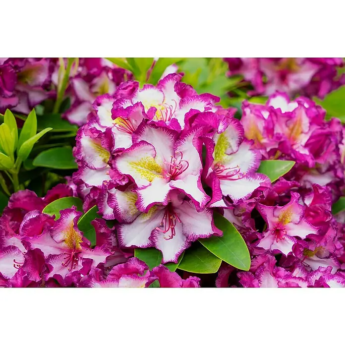 Rhododendron - Rhododendron 'Happydendron' ®, Topfvolumen: 5 l, Blütenfarbe: Pink - Lila und weiße Rhododendronblüten mit gekräuselten Rändern und gelben Zentren.
