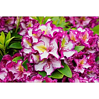 Rhododendron - Rhododendron 'Happydendron' , Topfvolumen: 5 l,  Bltenfarbe: Pink online kaufen bei BAUHAUS