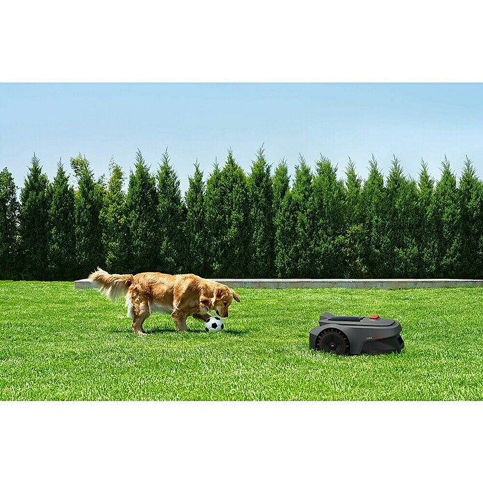 Mova Mähroboter Viax 300 (300 m², Schnittbreite: 20 cm, Kamera-gestützte Navigation) | BAUHAUS