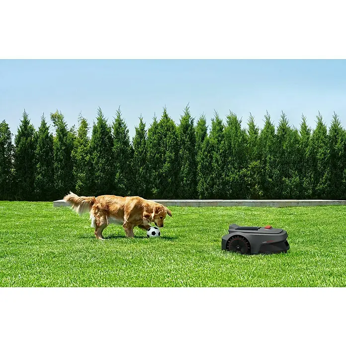 Mova Mähroboter Viax 300 - 300 m², Schnittbreite: 20 cm, Kamera-gestützte Navigation - Dunkelgrauer Mähroboter mit roten Akzenten auf einem Rasen, neben einem Golden Retriever und einem Fußball.