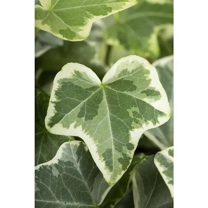 Efeu - Hedera helix weissbunt, Topfgröße: 9 cm, 12 Stk. - Ein einzelnes panaschiertes Efeublatt mit grünen und weißen Mustern und sichtbaren Adern.