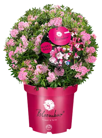 Rhododendron Bloombux - Rhododendron micranthum 'Bloombux' Kugel,  Topfvolumen: 5 l, Bltenfarbe: Magenta online kaufen bei BAUHAUS
