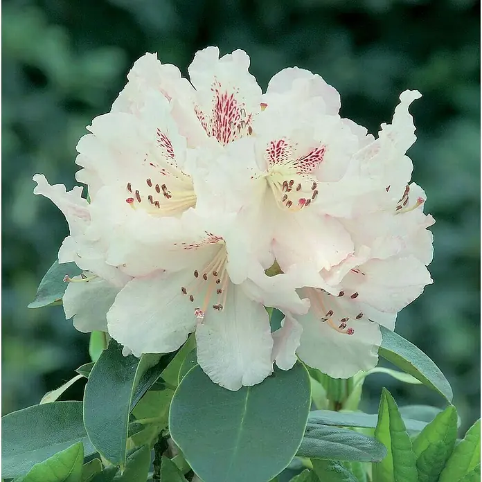 Rhododendron - Rhododendron Easydendron® 'Bellini', Topfvolumen: 5 l, Blütenfarbe: Pink - Gruppe weißer Rhododendronblüten mit roten Sprenkeln und dunkelgrünen Blättern.