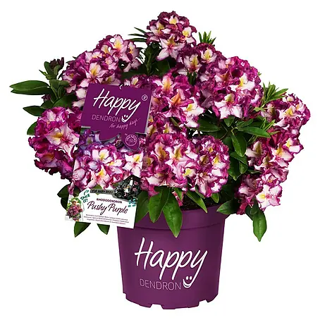Rhododendron
