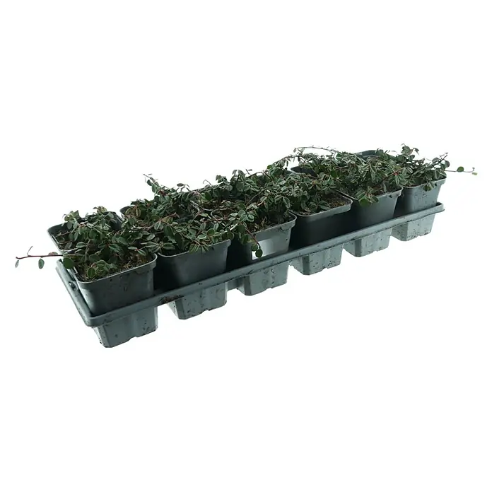 Kriechmispel - Cotoneaster dammeri 'Streibs Findling', Topfgröße: 9 cm, 12 Stk. - Grauer Kunststoffbehälter mit mehreren kleinen Topfpflanzen mit grünen Blättern.
