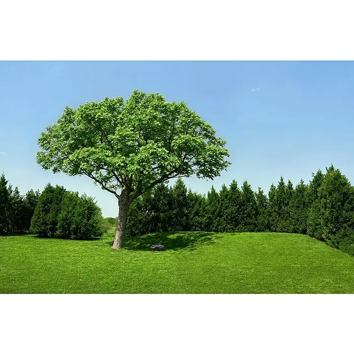 Mova Mähroboter Viax 300 - 300 m², Schnittbreite: 20 cm, Kamera-gestützte Navigation - Dunkelgrauer Rasenmähroboter auf grünem Rasen unter einem großen Baum, umgeben von Hecken.