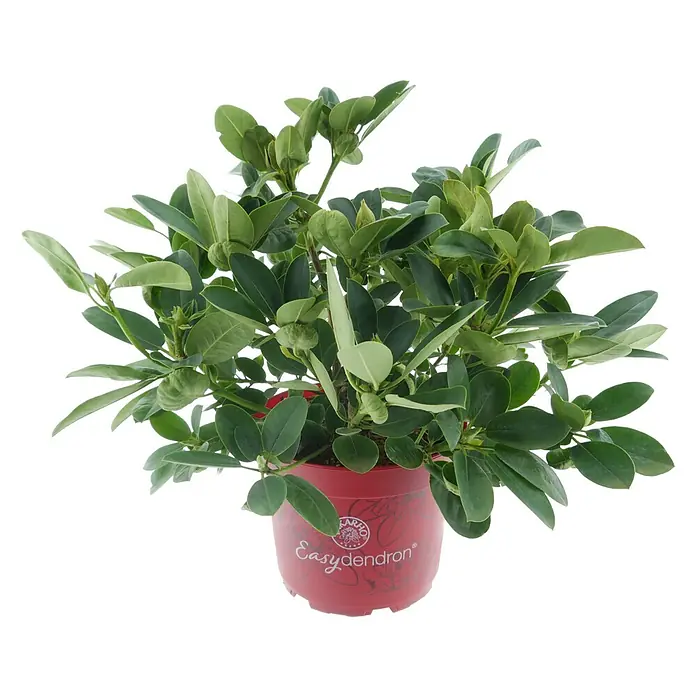 Rhododendron - Rhododendron Easydendron® 'Bellini', Topfvolumen: 5 l, Blütenfarbe: Pink - Eine lebendige grüne Pflanze in einem roten Plastiktopf mit „Easydendron“-Aufschrift.