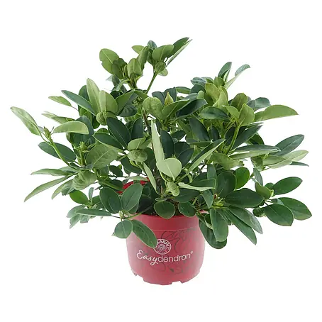 Rhododendron
