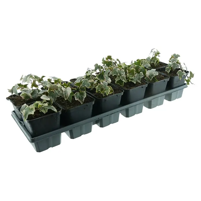 Efeu - Hedera helix weissbunt, Topfgröße: 9 cm, 12 Stk. - Bunte Efeupflanzen in schwarzen Plastiktöpfen, ordentlich in einer grauen Anzuchtschale angeordnet.