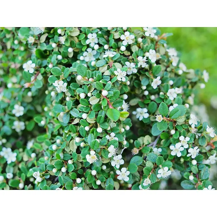Kriechmispel - Cotoneaster dammeri 'Streibs Findling', Topfgröße: 9 cm, 12 Stk. - Nahaufnahme einer lebhaft grünen Pflanze mit zahlreichen kleinen weißen Blüten und Knospen.