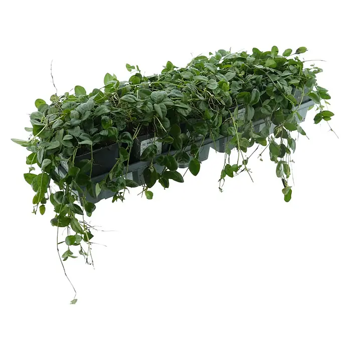 Kleinblättriges Immergrün - Vinca minor 'Bowles Cunningham', Topfgröße: 9 cm, Blau, 12 Stk. - Schale mit üppigen, hängenden Grünpflanzen mit kleinen Blättern.