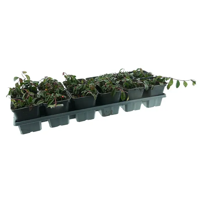 Kriechmispel - Cotoneaster dammeri radicans, Topfgröße: 9 cm, 12 Stk. - Kleine grüne Pflanzen in dunklen Töpfen, angeordnet in einem hellgrauen Anzuchttablett.
