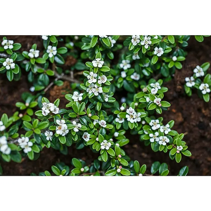 Kriechmispel - Cotoneaster dammeri radicans, Topfgröße: 9 cm, 12 Stk. - Kleine weiße Blüten mit dunklen Zentren und grünen Blättern einer Pflanze auf dunkler Erde.