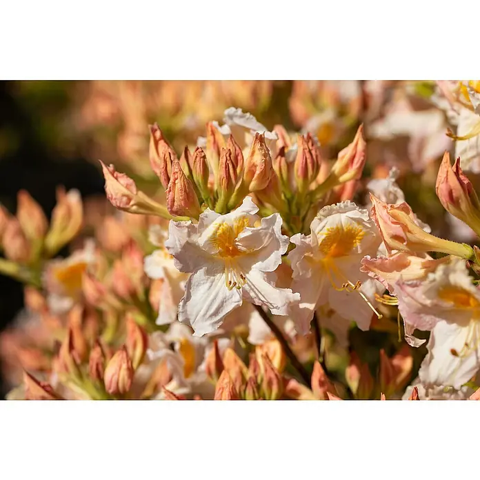 Rhododendron - Rhododendron luteum 'Möwe', Topfvolumen: 5 l, Blütenfarbe: Weiß - Hellrosa-weiße Blüten mit gelben Zentren, umgeben von vielen orangefarbenen und rosa Knospen.