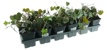 glückskastanie stamm Pachira Aquatica kaufen – exotischer Geldbaum mit geflochtenem Stamm –  MyZimmerpflanze.de main image 0