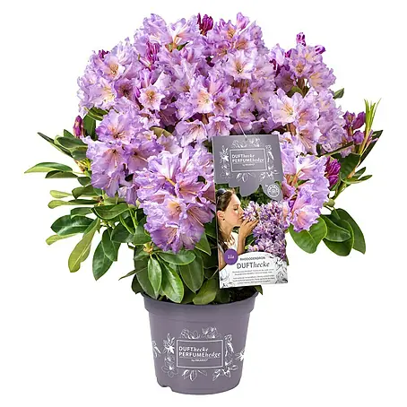 Rhododendron