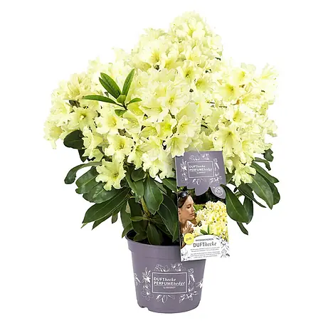 Rhododendron