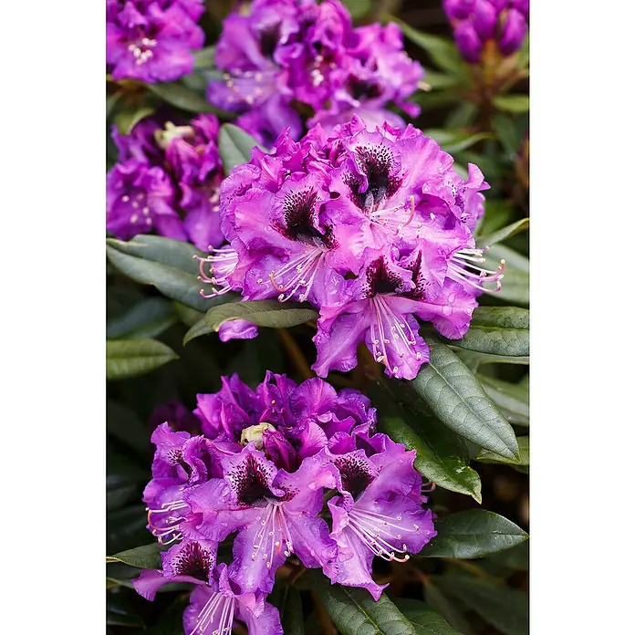 Rhododendron - Rhododendron Easydendron 'Blaue Jungs', Blütenfarbe: Blau - Lila Rhododendronblüten mit dunklen Sprenkeln und grünen Blättern.