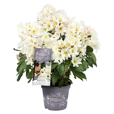 Rhododendron