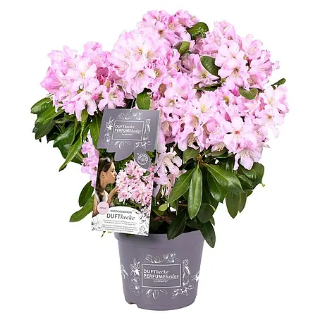 Rhododendron