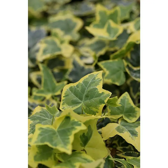 Efeu - Hedera helix gelbbunt, Topfgröße: 9 cm, 12 Stk. - Nahaufnahme leuchtend grün-gelb panaschierter Efeublätter mit deutlicher Blattaderung.